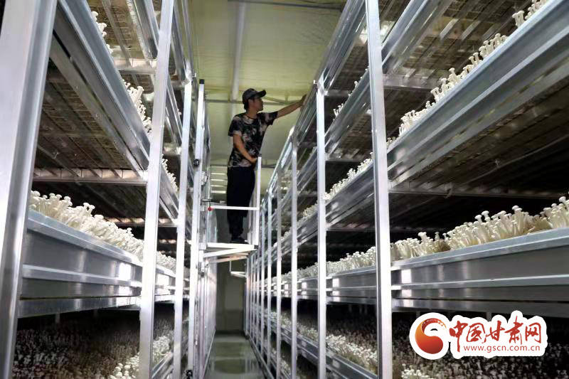 甘肃:食用菌激发乡村振兴新“蘑力”