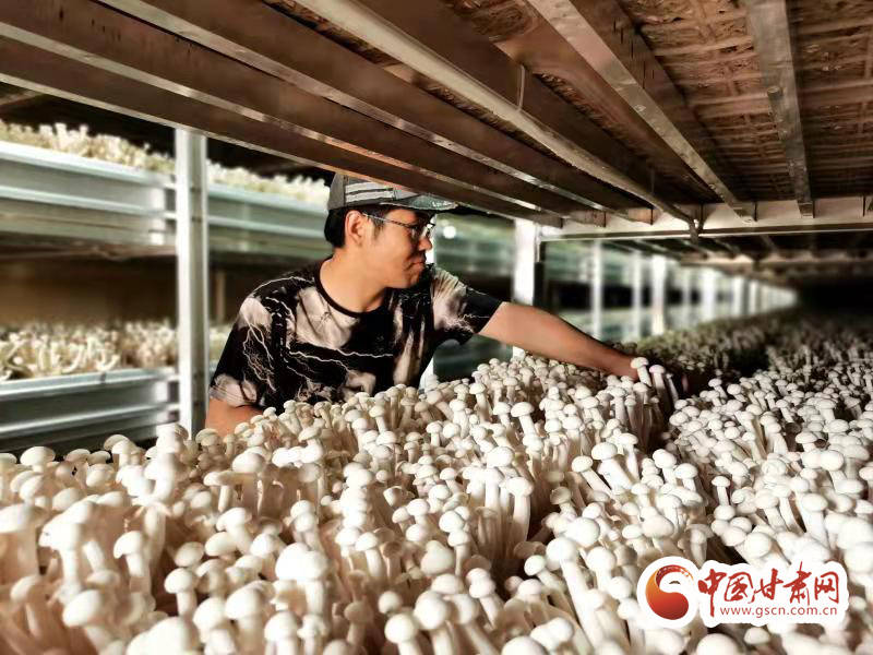 甘肃:食用菌激发乡村振兴新“蘑力”