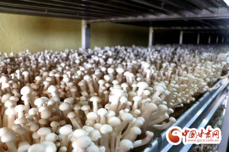 甘肃:食用菌激发乡村振兴新“蘑力”