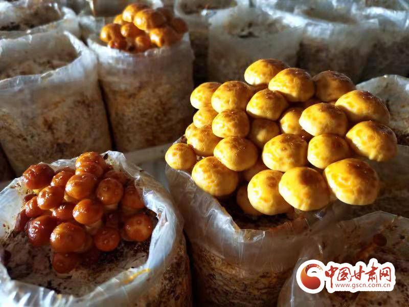 甘肃:食用菌激发乡村振兴新“蘑力”