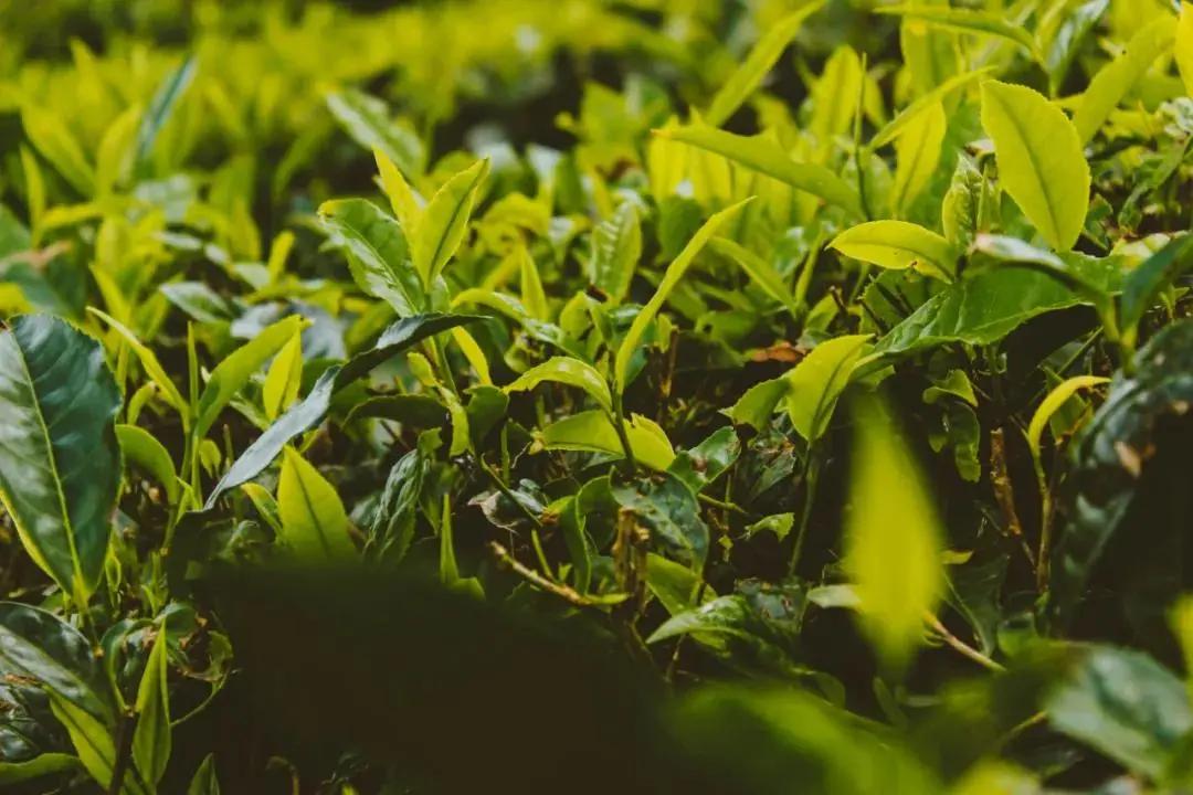 茶船古道上的六堡茶