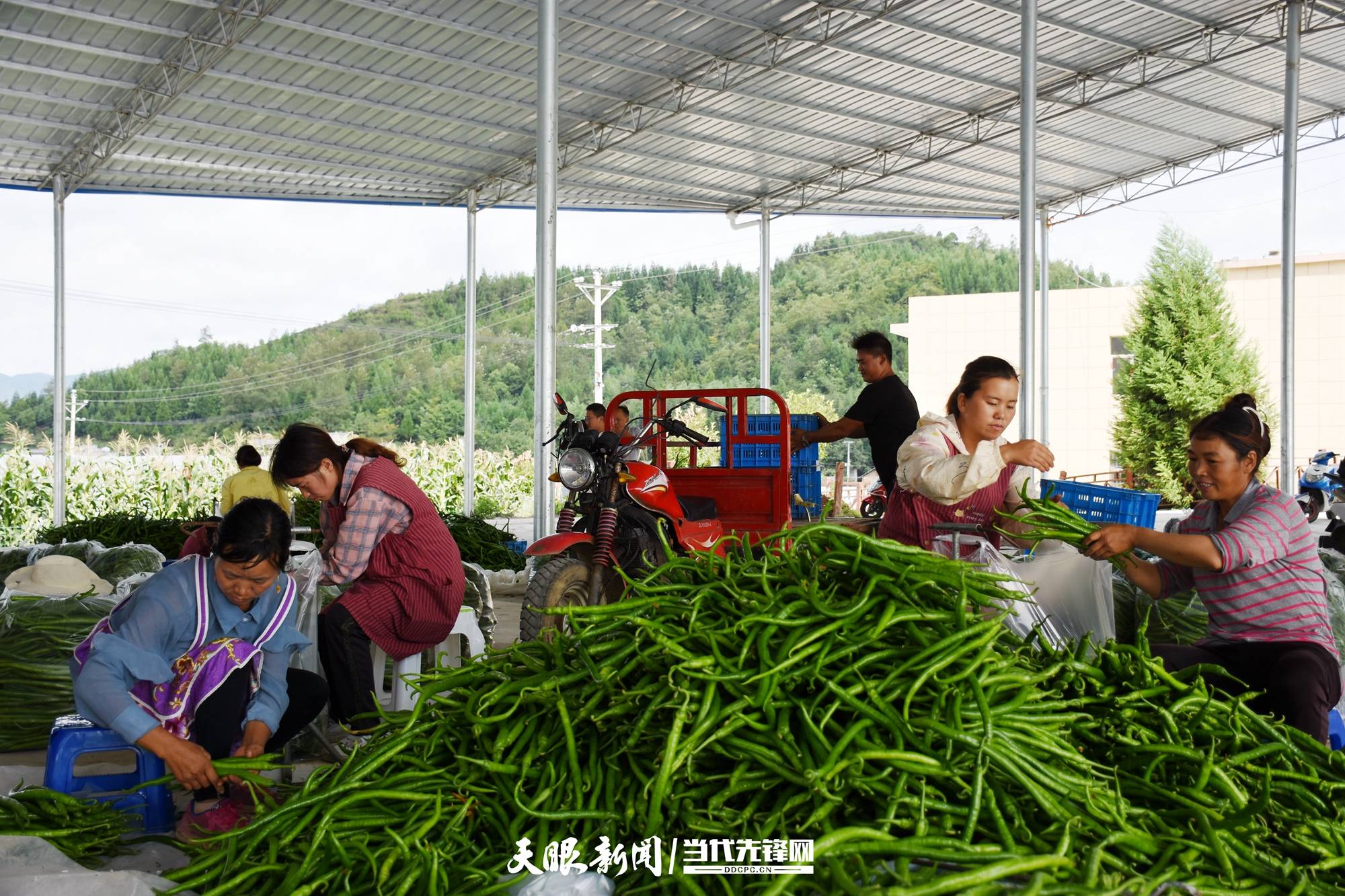 大方县三元乡:辣椒丰收,群众增收有门路