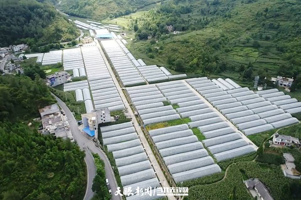 大方县三元乡:辣椒丰收,群众增收有门路