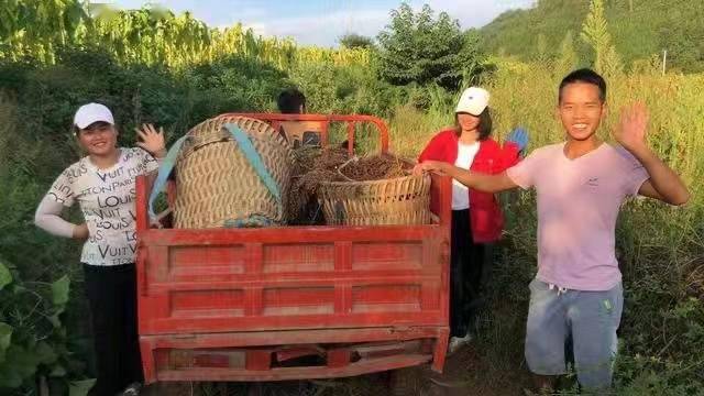 国台:20万亩红高粱“酿造”乡村振兴梦