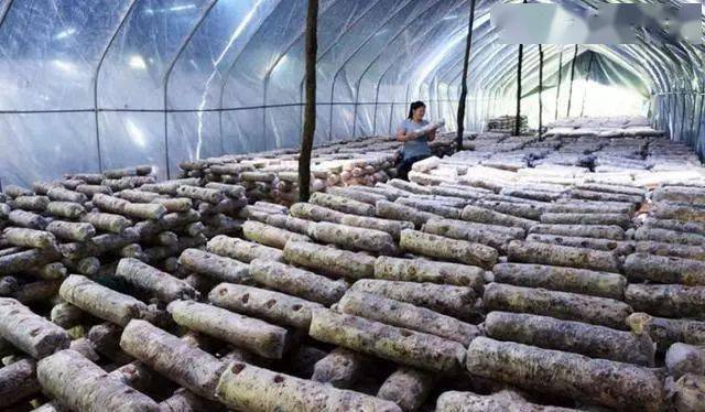 农村一种食用菌,亩产1万5千斤,每斤10元,每亩年赚15万元