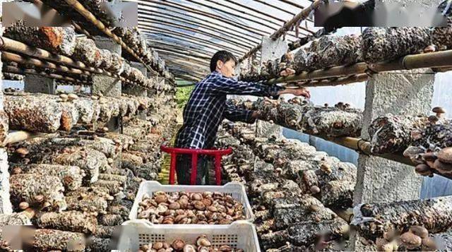 农村一种食用菌,亩产1万5千斤,每斤10元,每亩年赚15万元