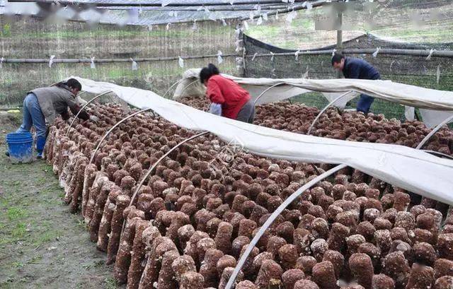 农村一种食用菌,亩产1万5千斤,每斤10元,每亩年赚15万元