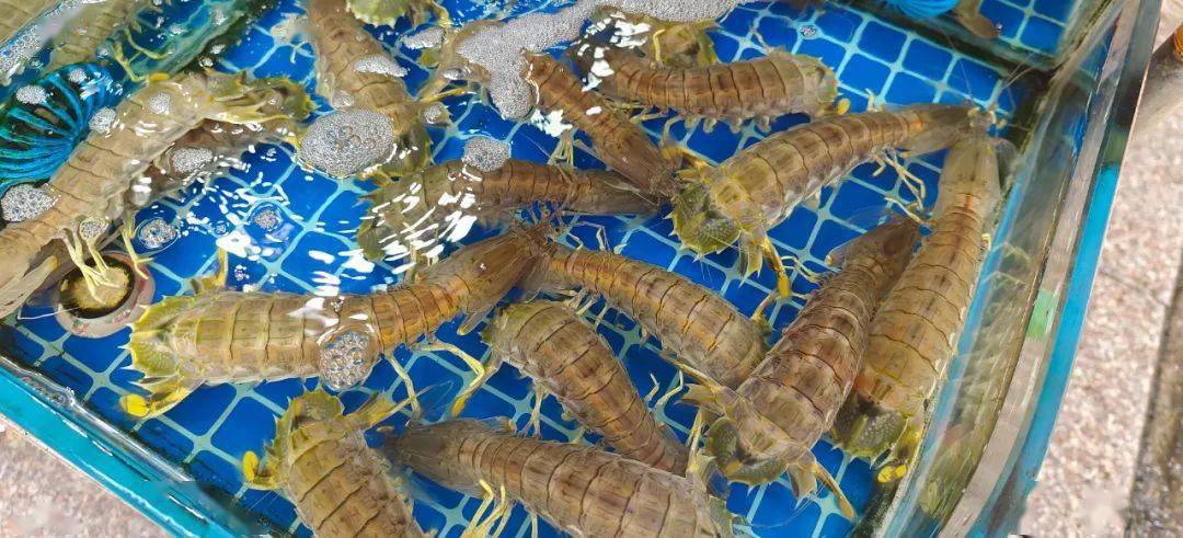 平靓正海鲜大量上市!广州黄沙水产市场各类海鲜价格平稳货量充足