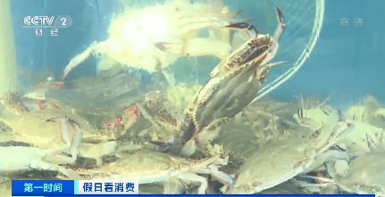 价格翻番！海鲜市场人气旺，山东青岛螃蟹价格走高！