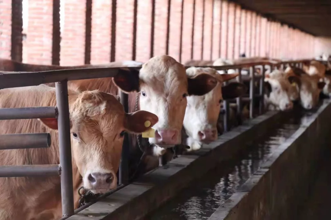 万亿牛肉市场，这款国产“小鲜肉”迅速风靡火锅界