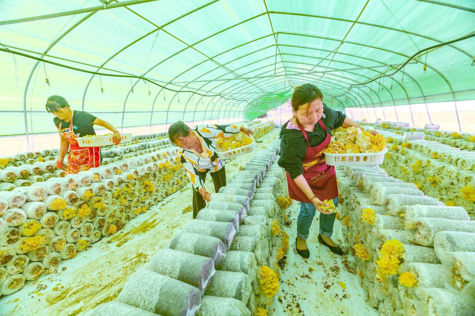食用菌产业助农增收