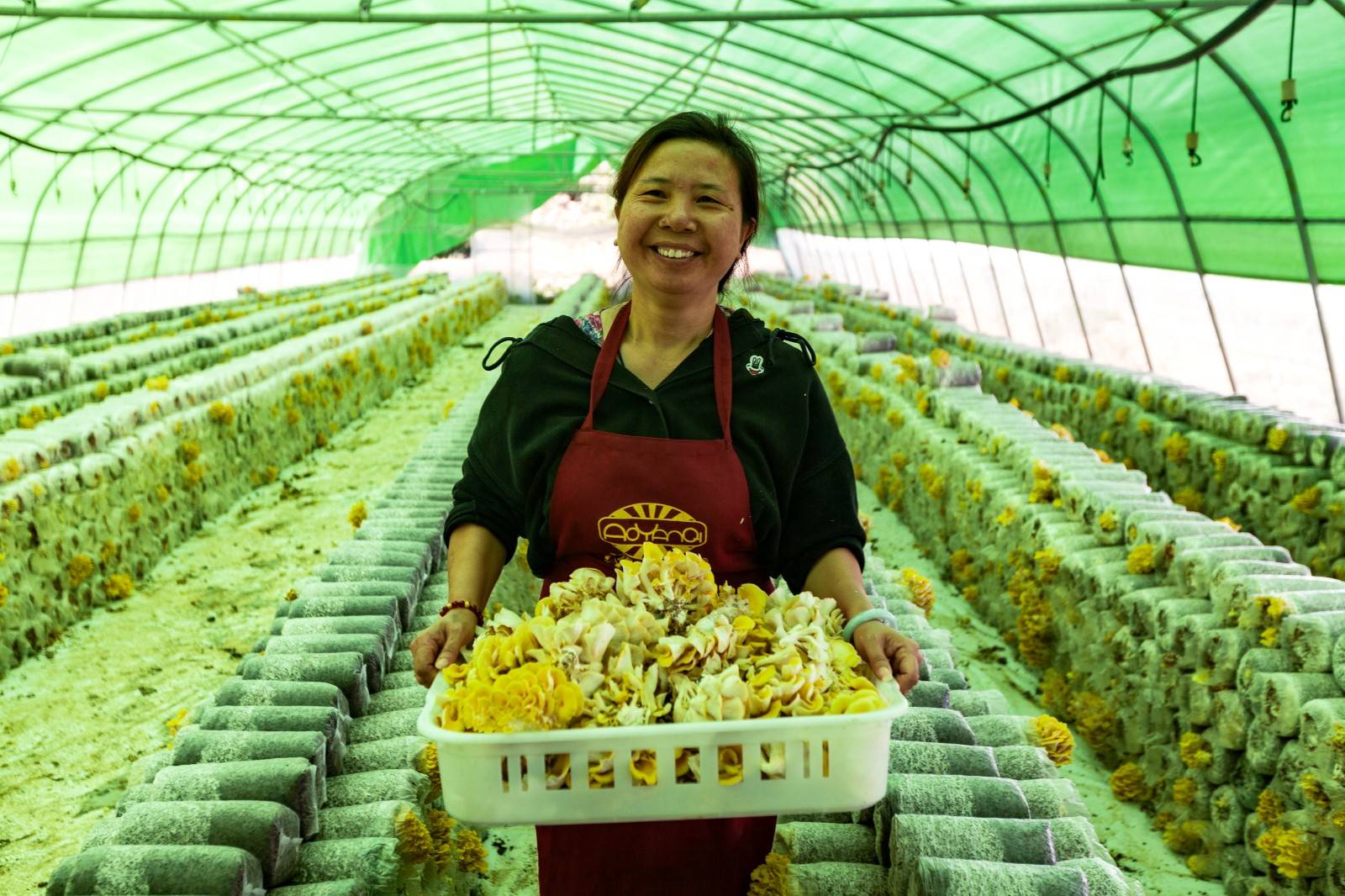 食用菌产业助农增收