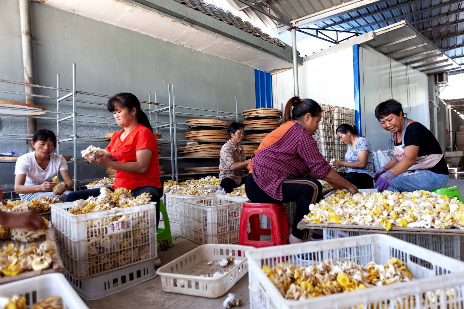 食用菌产业助农增收