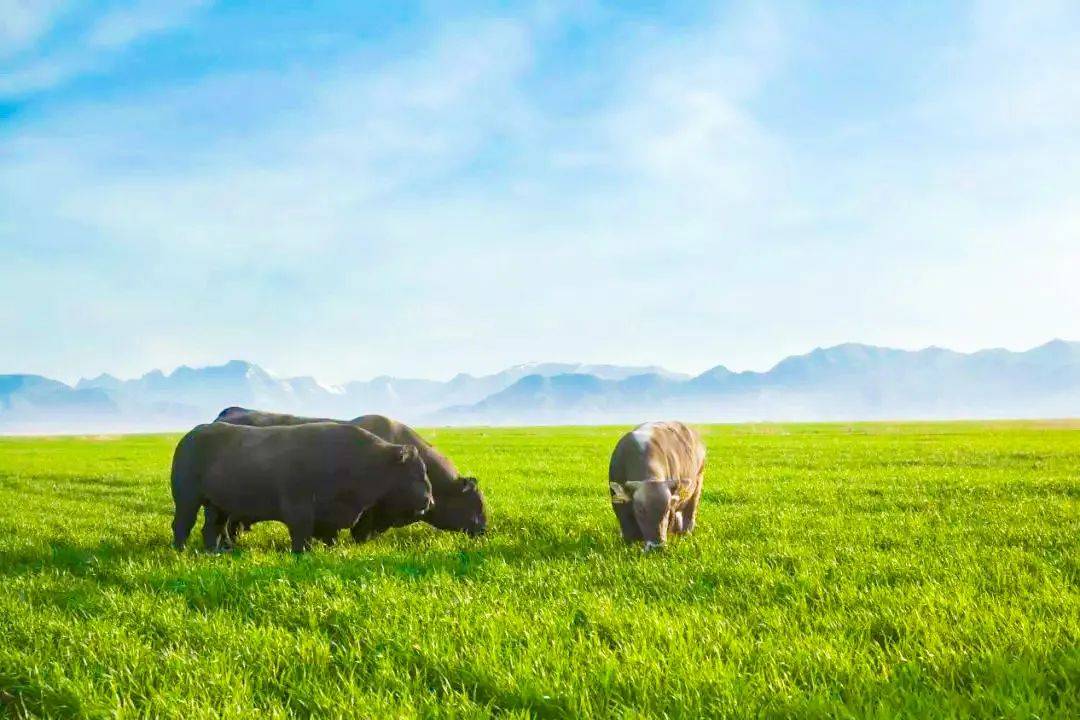 博乐牛肉入选全国名特优新农产品