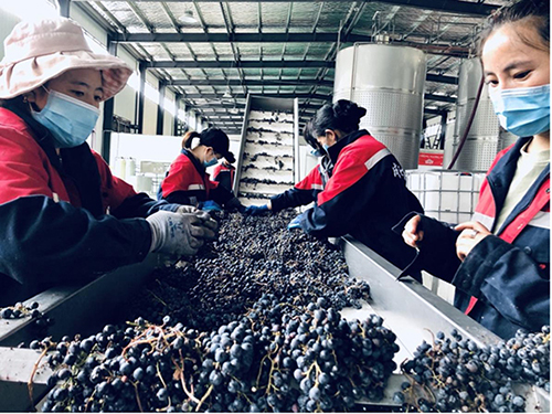 天九共享携手成功红：在世界屋脊酿出幸福酒