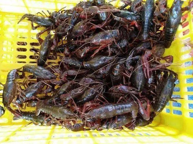 湖北：到2025年全省小龙虾综合产值突破2000亿元！