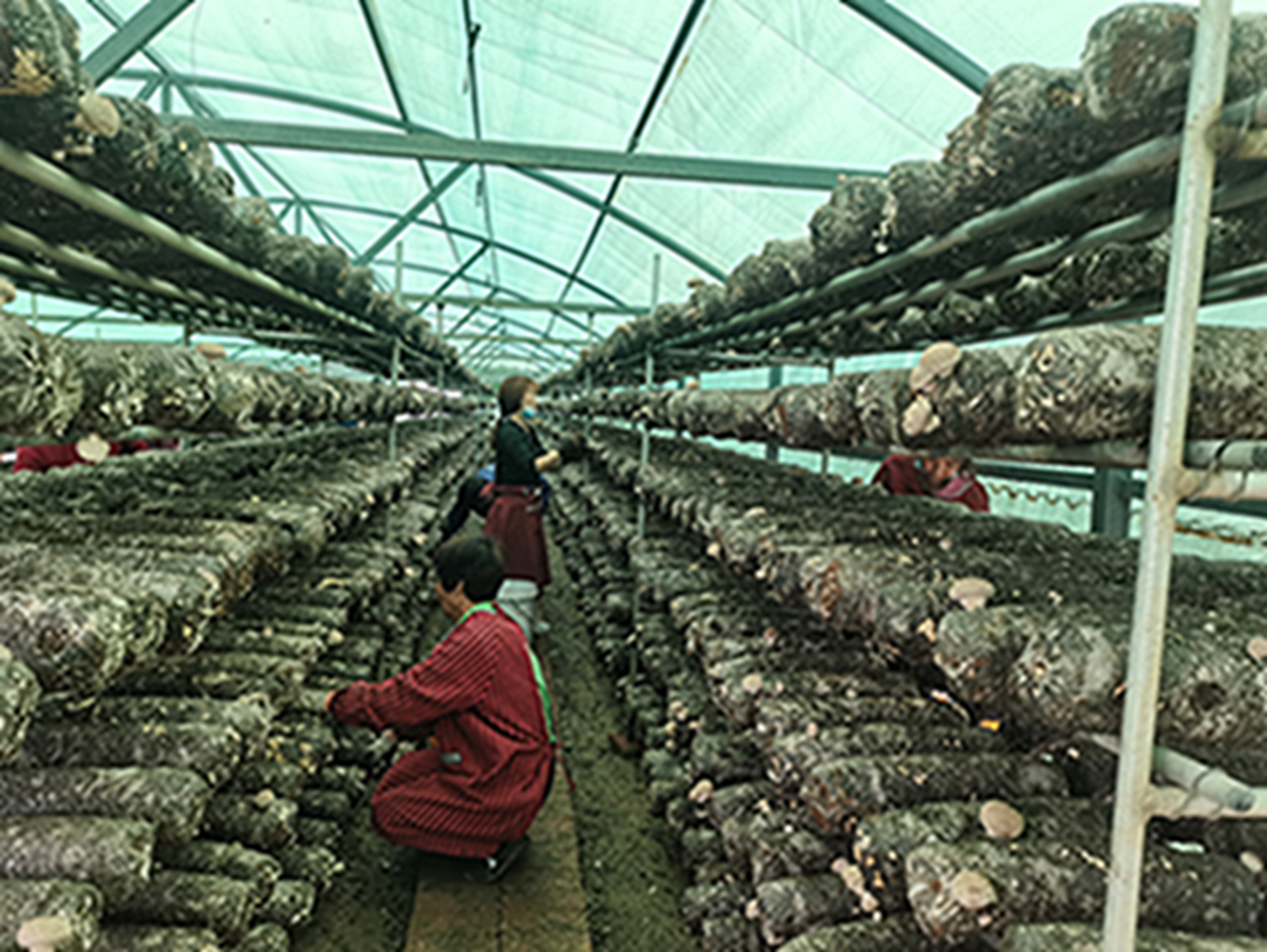 遂平县花庄镇:食用菌产业园助力乡村振兴