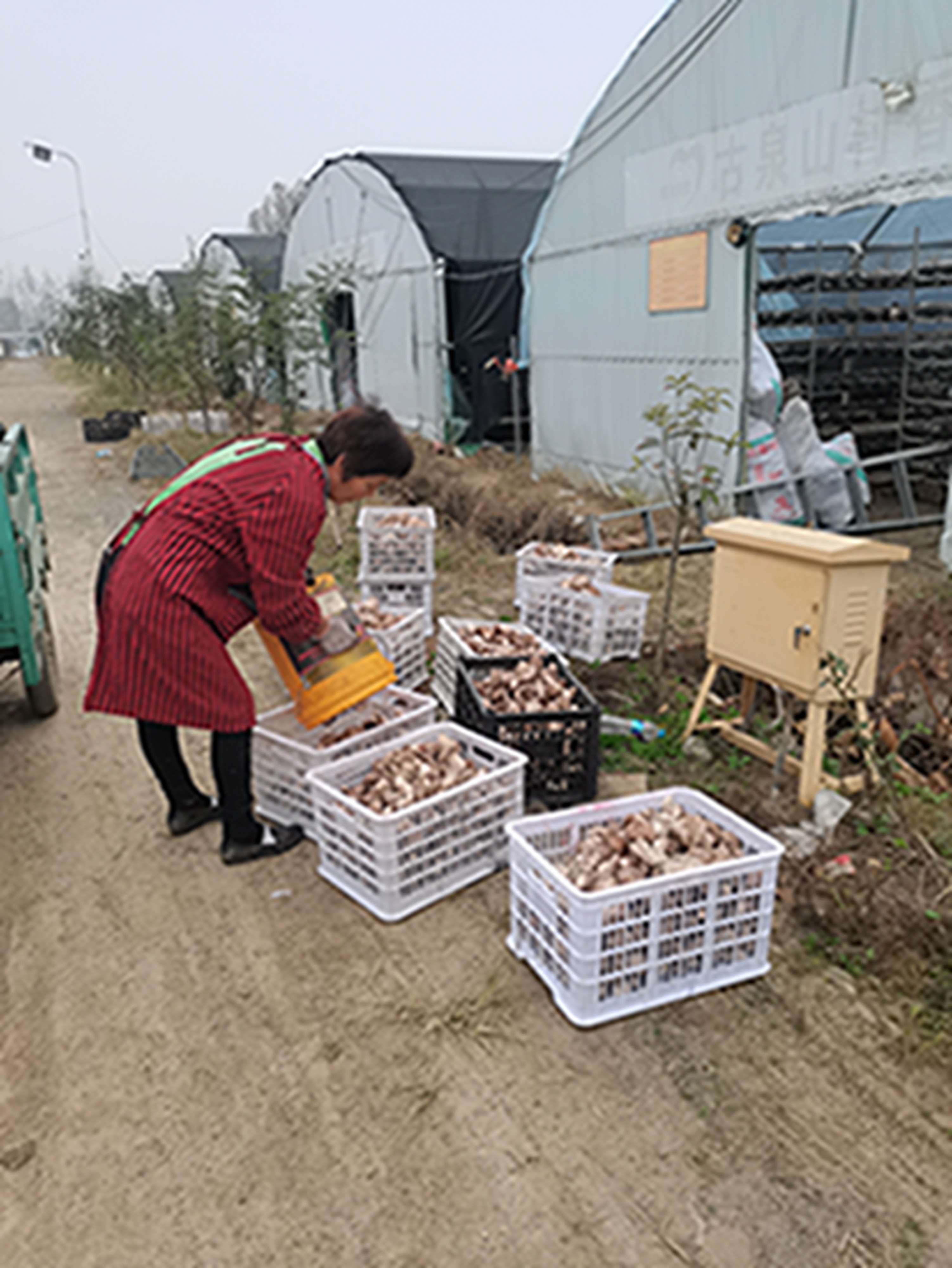 遂平县花庄镇:食用菌产业园助力乡村振兴