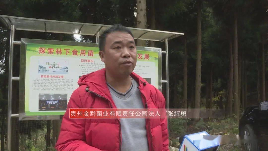 积极探索林下食用菌,助推产业新发展