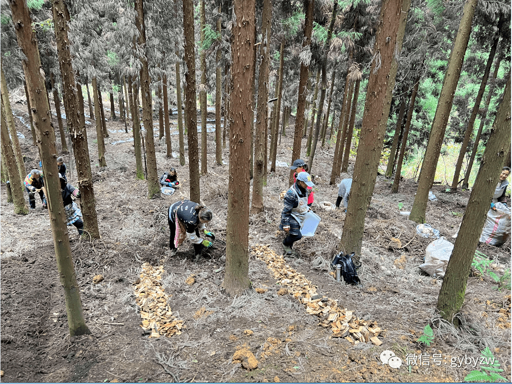 积极探索林下食用菌,助推产业新发展