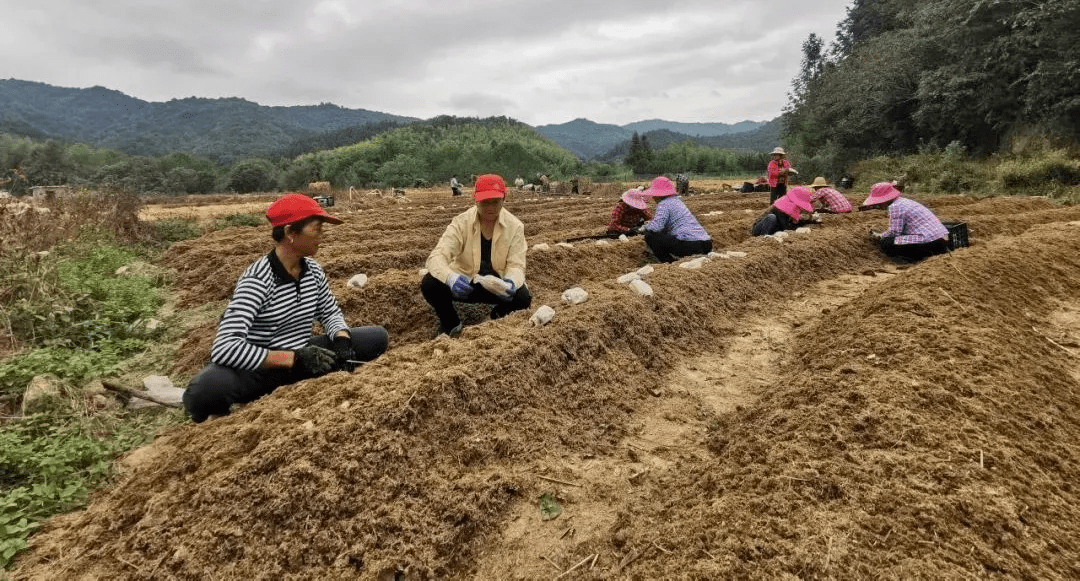 发展食用菌产业，助力乡村振兴