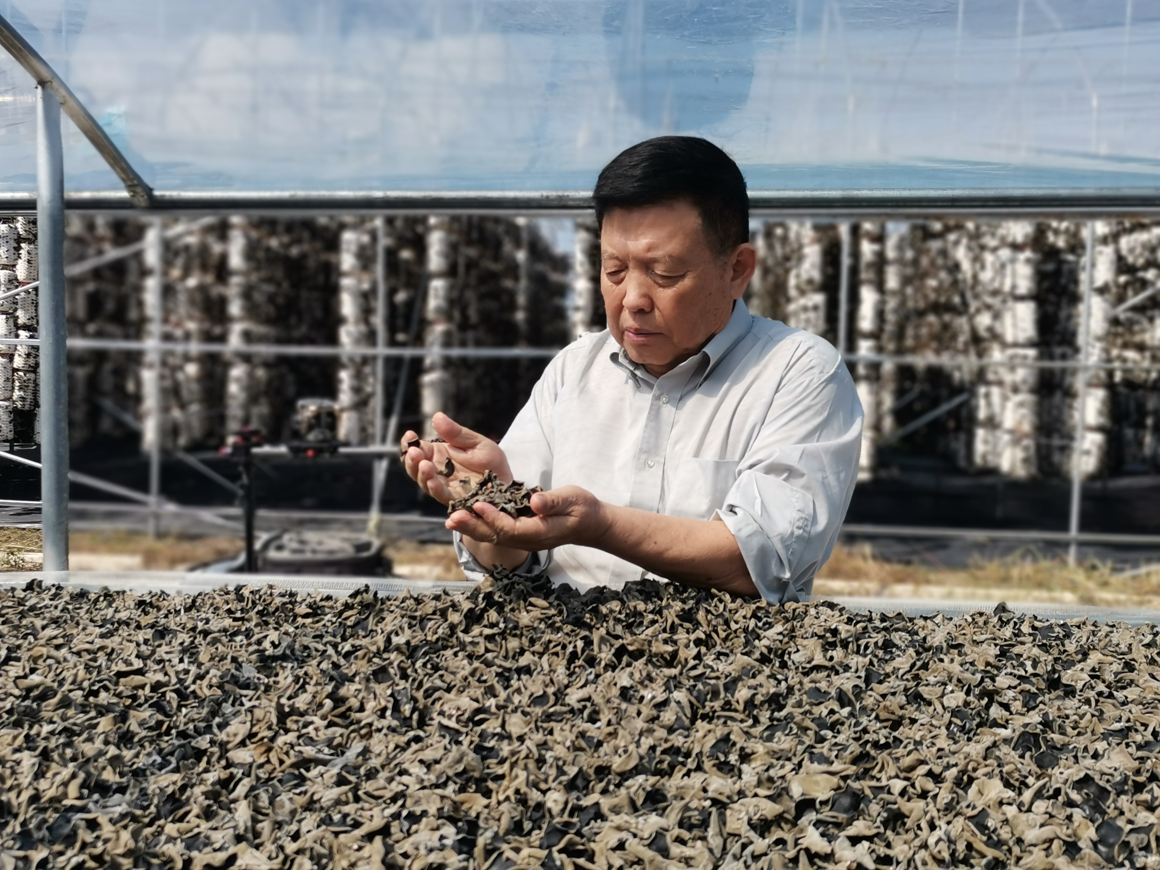 “粮食英雄”李玉访谈:做好食用菌大工程