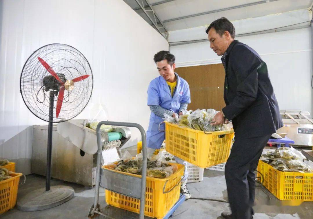 柳城这家泡菜企业,成为了乡村振兴样板!