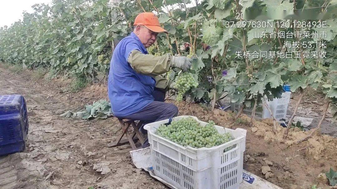 《中国日报》:中国葡萄酒根植风土香飘海外