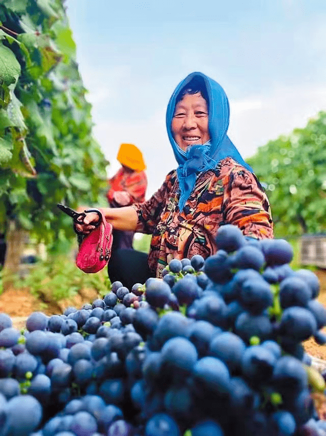 《中国日报》:中国葡萄酒根植风土香飘海外