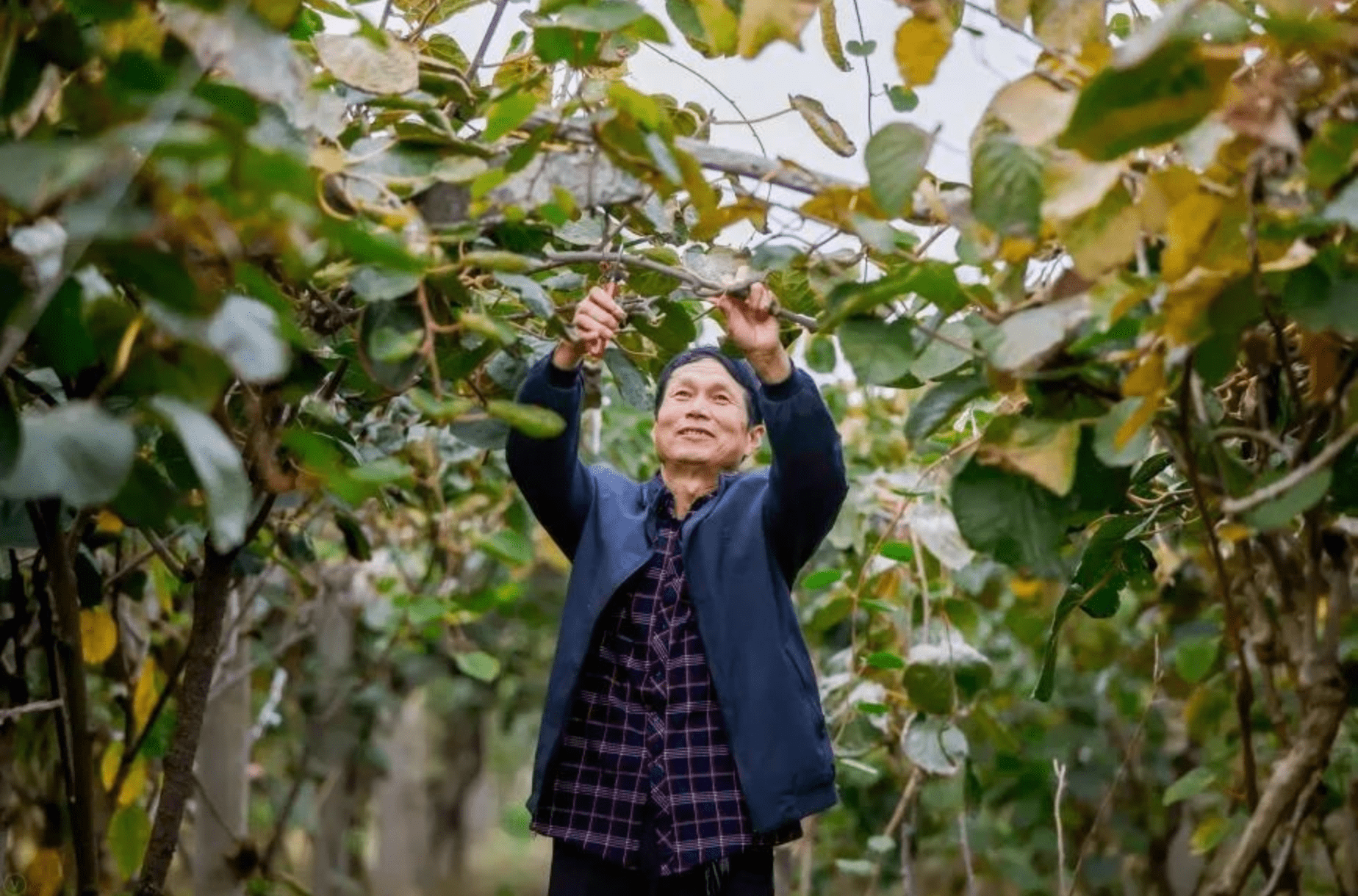 京东式乡村振兴:全面打造乡村“奔富”全景图