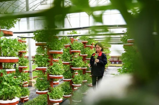农业产业周报|北大荒、正大、盒马、新希望、牧原股份最新动态