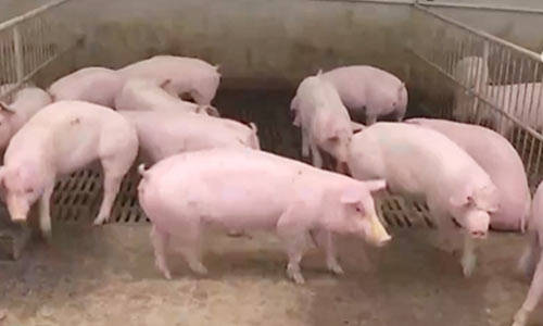农业农村部:总量充足,元旦春节期间猪肉供应有保障