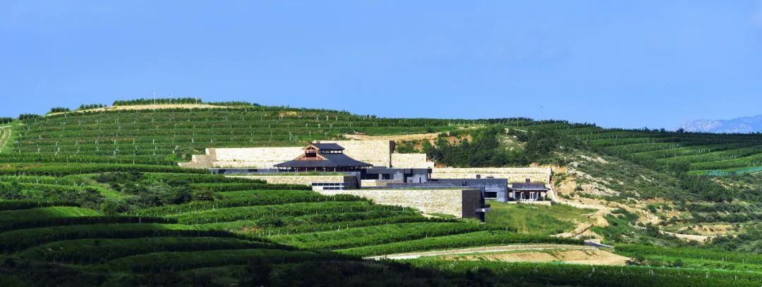 烟台，引领中国葡萄酒走向世界