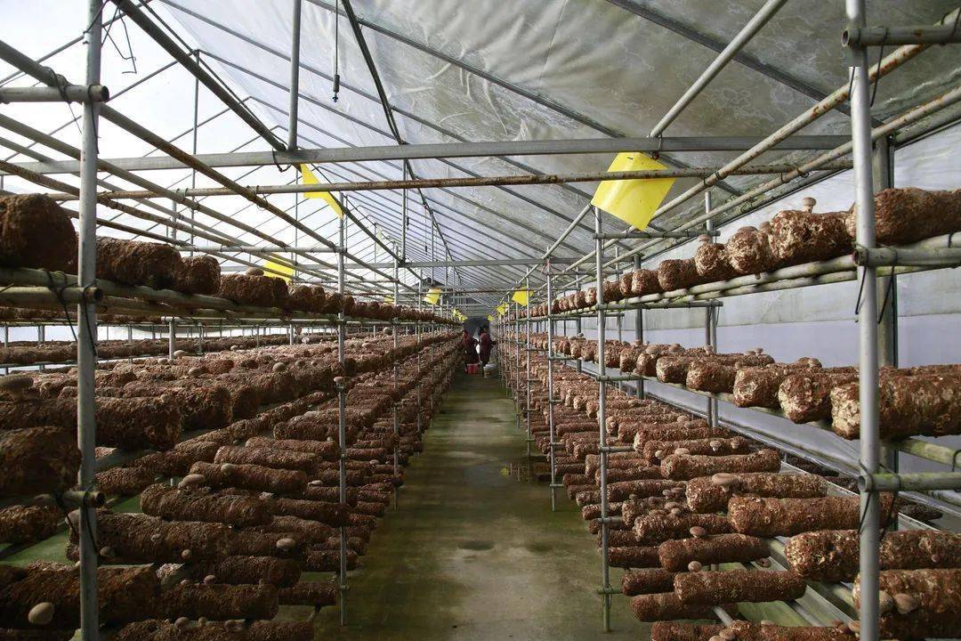 我县迎接食用菌现代农业园区省五星级园区创建考评