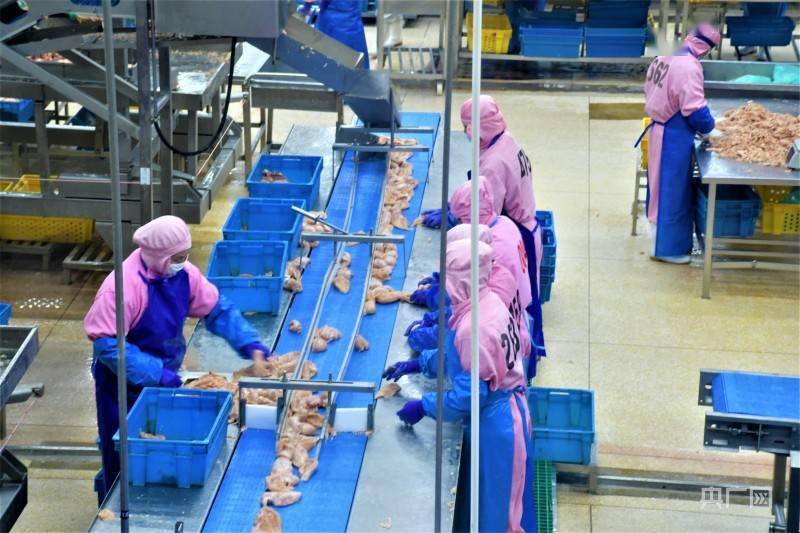 福建南平:中国白羽肉鸡新品种的诞生地