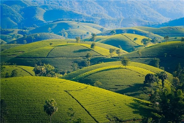 世界茶饮新趋势 —东方树叶、麦多维多等中国乌龙茶品牌走向世界
