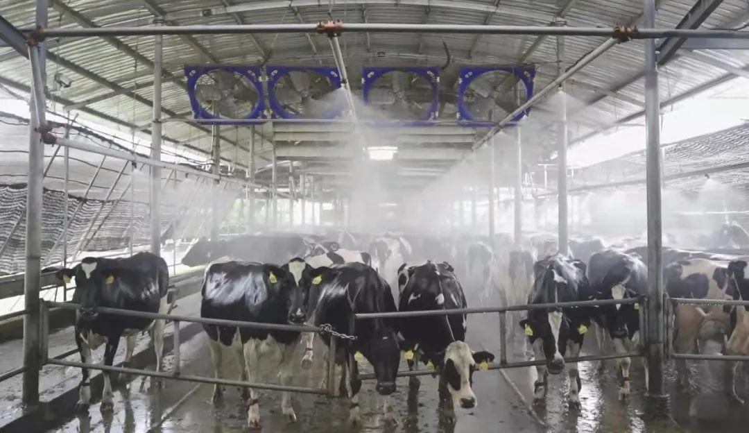 光明乳业数字化转型结硕果,荣获全国供应链创新与应用示范企业称号
