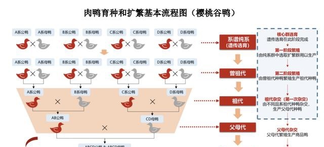养鸭比茅台还挣钱!“鸭祖宗”生意年入近3亿冲刺IPO