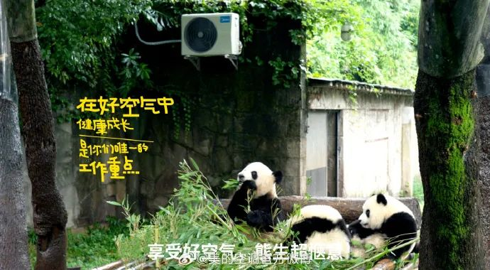 喜茶新联名卖疯,品牌圈盯上了网红动物