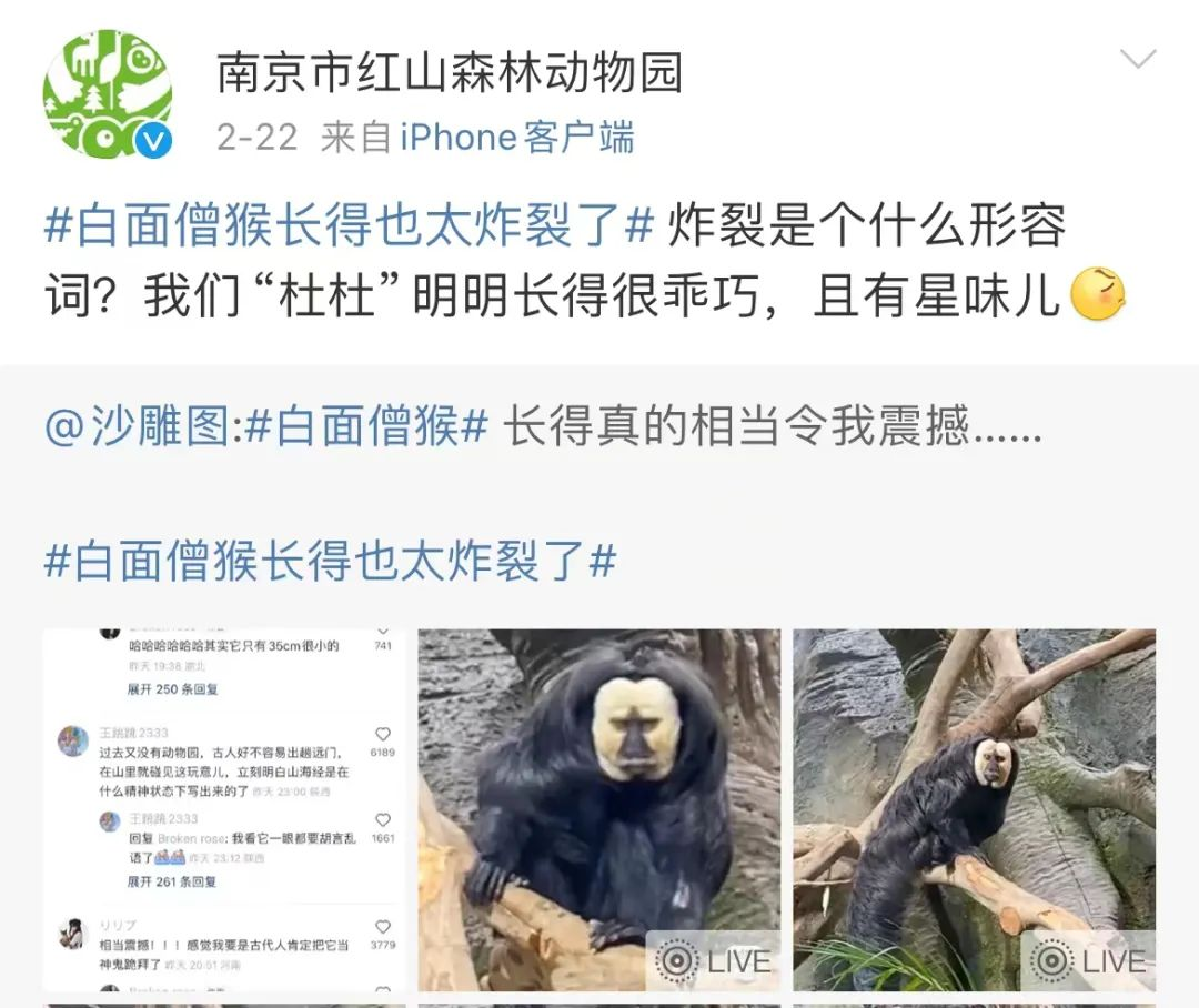 喜茶新联名卖疯,品牌圈盯上了网红动物