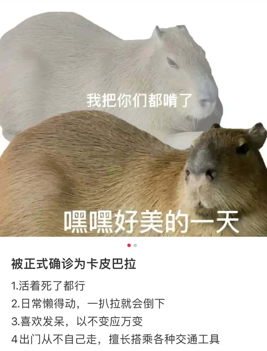 喜茶新联名卖疯,品牌圈盯上了网红动物