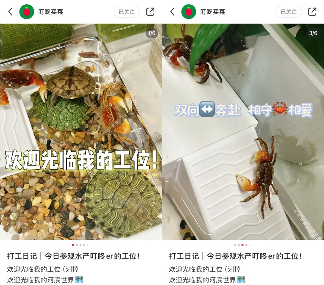 对话“叮咚买菜”:一个认真卖菜的品牌,忙着发展“花鸟市场”副业?