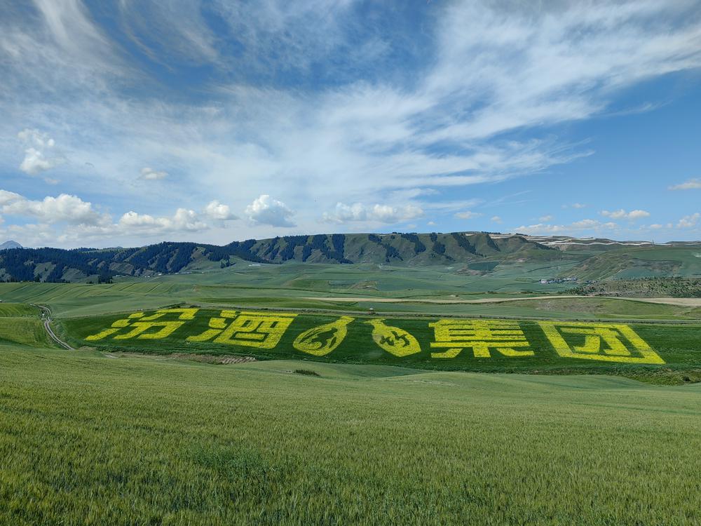 “汾酒第一车间”深入新疆奇台：厚植家国情怀，酿造大国清香