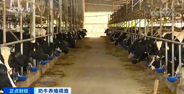 奶价上涨却赚不到钱！为啥？
