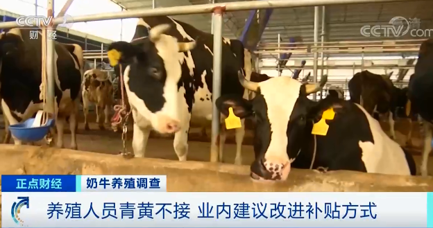 奶价上涨却赚不到钱！为啥？