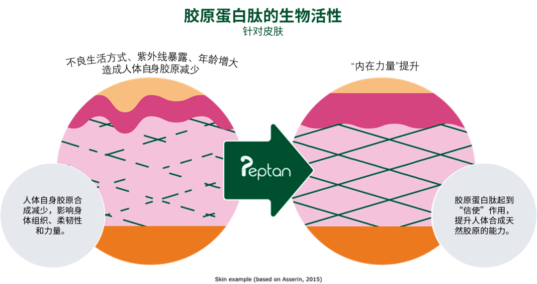 Peptan®胶原蛋白肽——帮助提升你的“内在力量”
