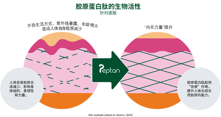 新的一年,胶原蛋白依旧是你提升“内在力量”的全能盟友