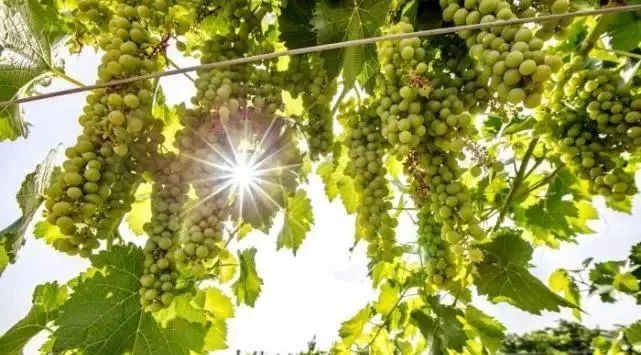 300亿的宁夏葡萄酒，定下2000亿的目标！