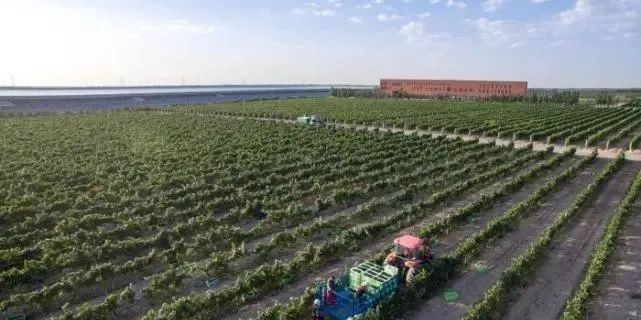300亿的宁夏葡萄酒，定下2000亿的目标！