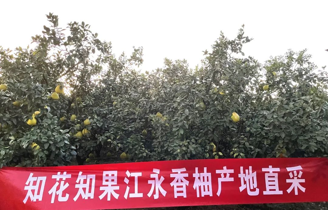 知花知果:80%经营密码